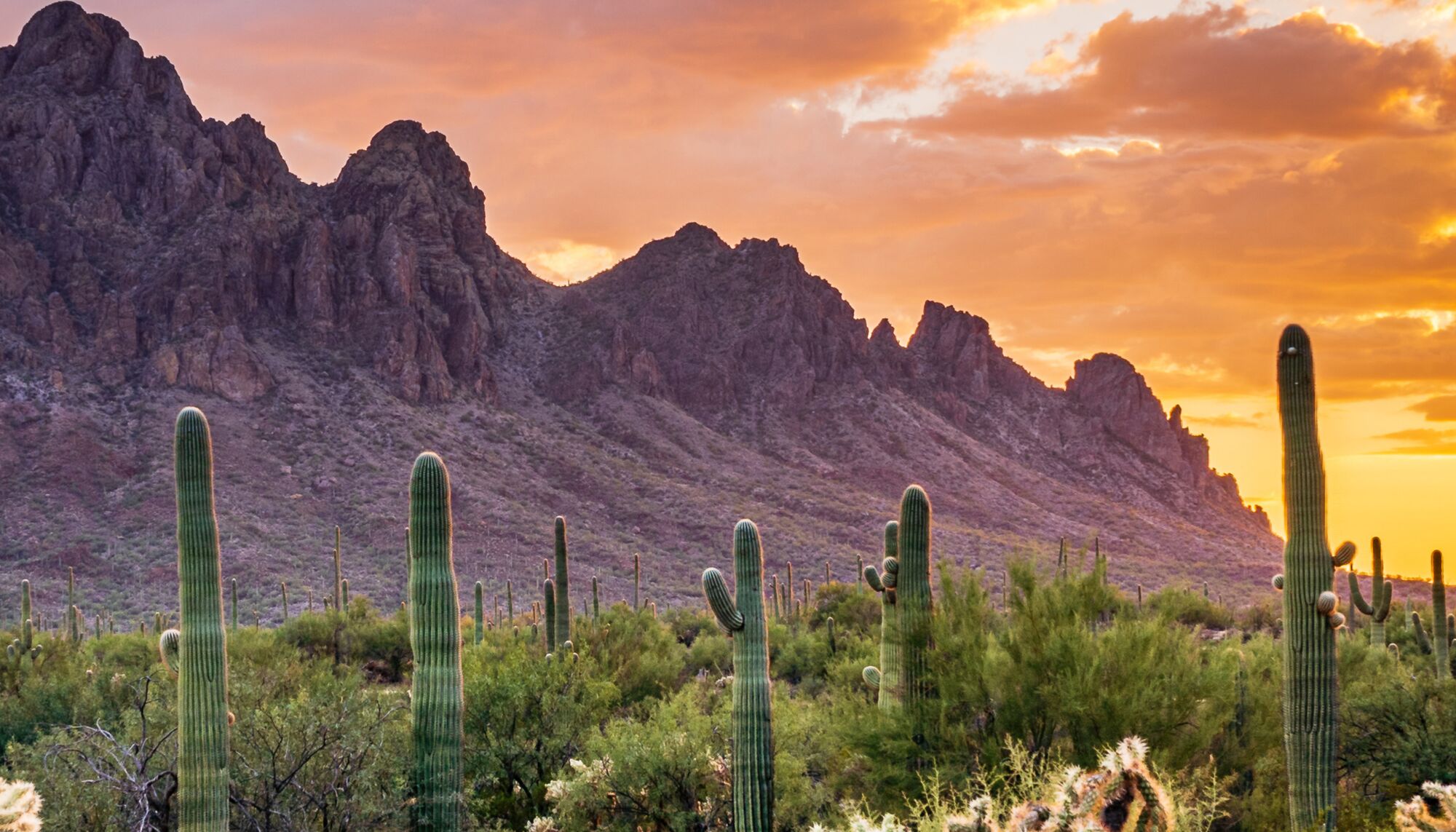 A photo of Saguaro cacti in Tucson, AZ