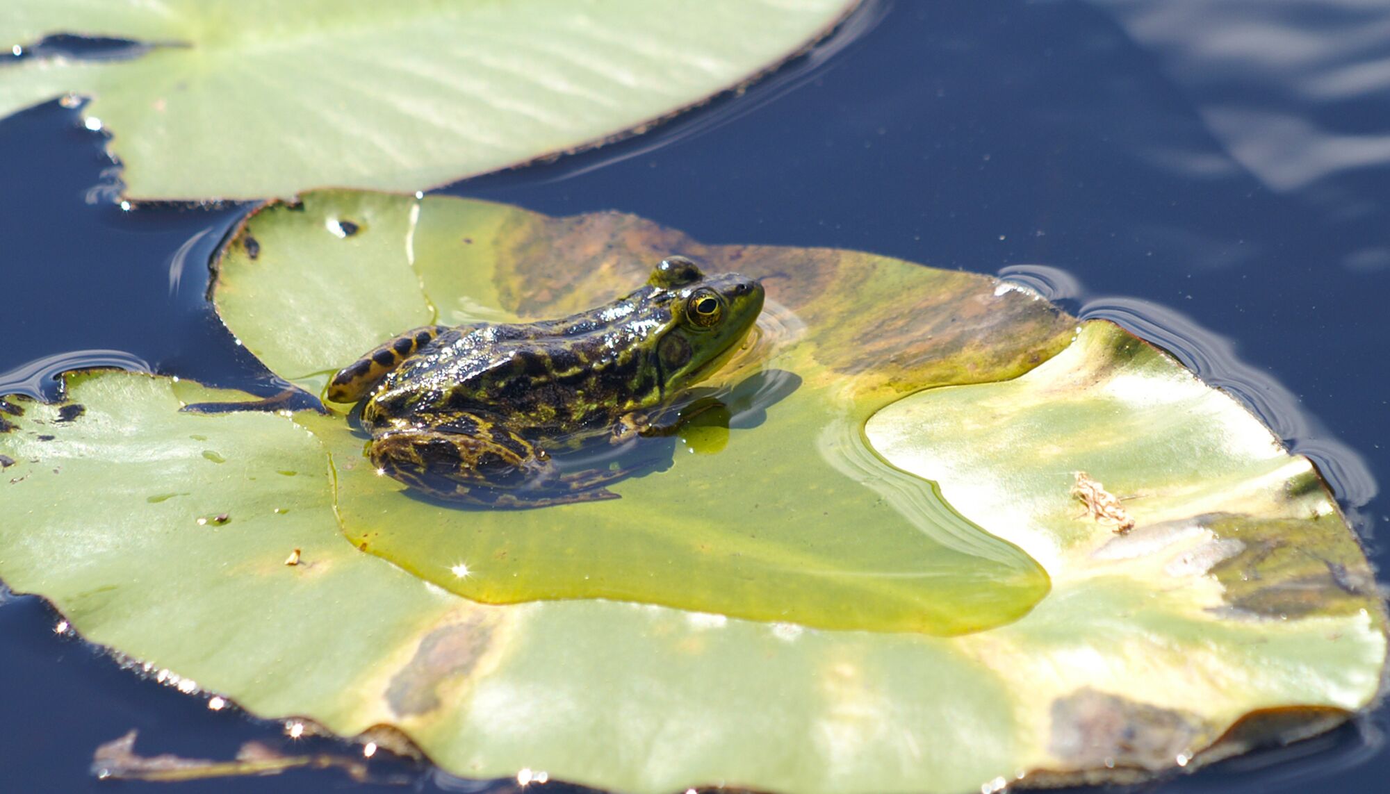 A green and black frog sits on a lillypad in a pond